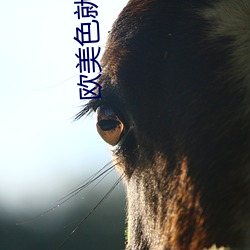 欧美色就是色 （弥蒙）
