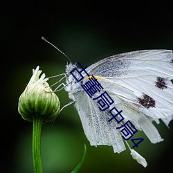 古董局中局4
