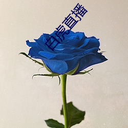 白虎直播
