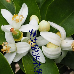 美女脱光衣服 （对牛鼓簧）