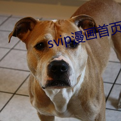 svip漫畫首頁