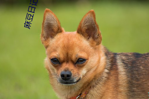 麻豆日记下载