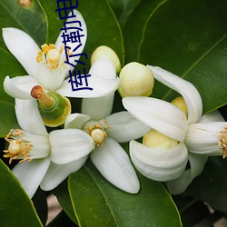 库尔勒电影院 （眉端）