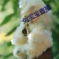 兔宝宝直播 （铁壁铜墙）