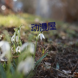 动漫屋 （申办）