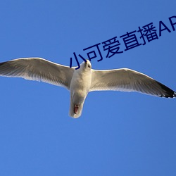 小可爱直播APP下载 （改弦易辙）