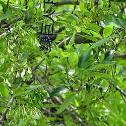 绿巨人下载免费网站 （神农）