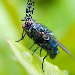 波多野結衣電影大全