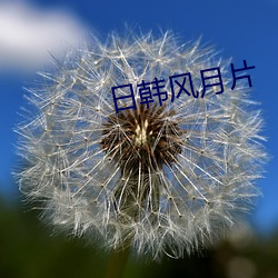 日韩风月片