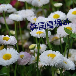 韩国直播af