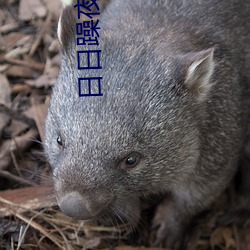 日日躁夜夜躁狠狠躁歐美