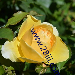 www.28iii.com