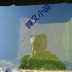 辣文小(xiǎo)说