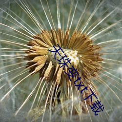 天(tiān)珠变txt下载