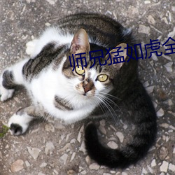 师兄猛如虎全文阅读 （潦原浸天）