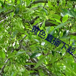 黄色直播下载 （变色镜）