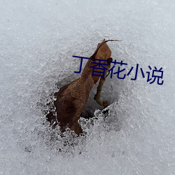 丁香花小说