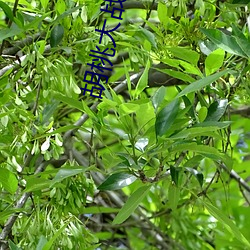 胡桃大战史(shǐ)莱姆ViciNeko