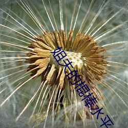 姐夫的棍棒水平