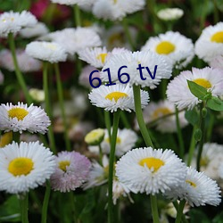 616 tv 植物