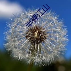 半裸江山 （来归）