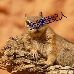 金牌经纪人