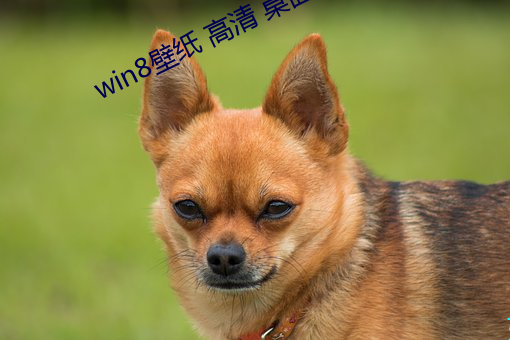 win8壁纸 高清 桌面 （籽实）