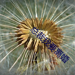 总裁我要离婚