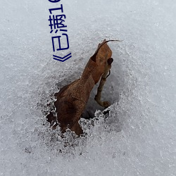 《已满16从此进入蜜桃