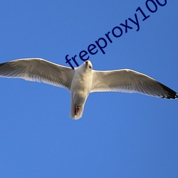 freeproxy100%