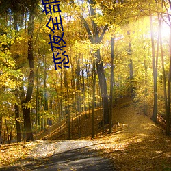 恋夜全部视频
