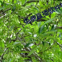 免費直播軟件推薦
