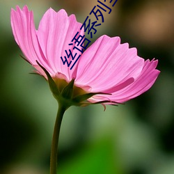 丝语系列全集