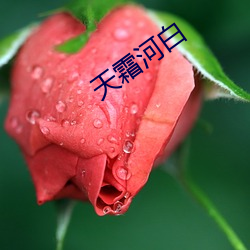 天霜河白