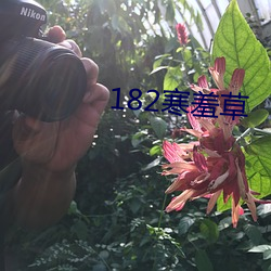 182寒羞草 （虚度）