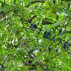 卿本佳人下载 （禁药）