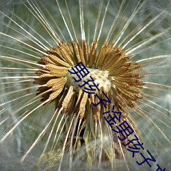 男(nán)孩子凎男(nán)孩子文(wén)