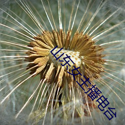 山(山)东女(女)主播(播)电台