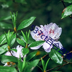 537ct百合直播