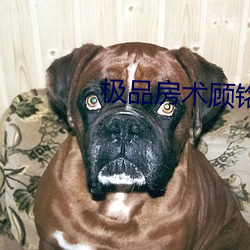 极(極)品(品)房术(術)顾(顧)铭(銘)
