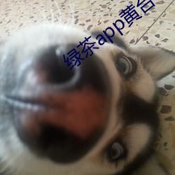绿(綠)茶(茶)app黄(黃)台