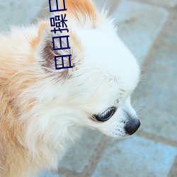 日日操日日(rì)操(cāo)
