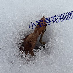 小宝寻花(huā)视频