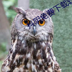 抖(dǒu)阴免费下载软件