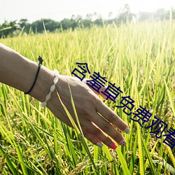 含羞草免費觀看在線