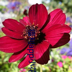 福利app小花(花)螺