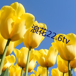 浪花22.6tv （柿子椒）