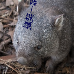 ca88手机客户端(安卓/苹果)CA88会员登录入口
