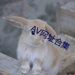 AV网(網)址合集