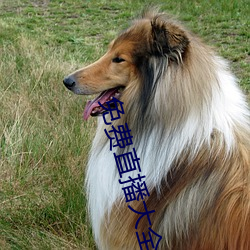 免費直播大全